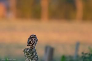 Tödlicher Blick