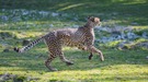 Der Gepard