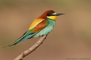 Bienenfresser klassisch