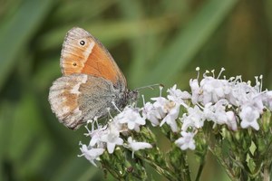 Das große Wiesenvöglchen