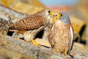 Zwiegespräch zwischen Rötelfalken - Falco naumanni