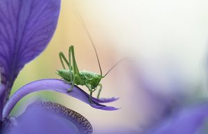 Besuch auf der Iris