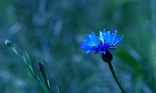 Kornblumenblau