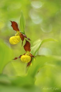 Lady's slipper