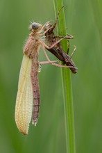 Frühe Adonislibelle (Männchen)