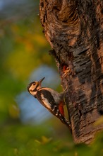 Der alte Kirschbaum