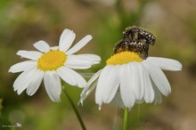 Trauer-Rosenkäfer (Oxythyrea funesta) im Liebesrausch