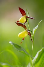 Gelber Frauenschuh (Cypripedium calceolus)