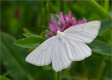 Siona lineata (Hartheu-Spanner)