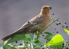 Charly Amsel ...