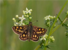 Gelbwürfeliger Dickkopffalter (Carterocephalus palaemon)