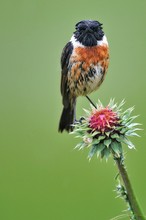 Sir Stonechat the First
