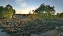 Heidelandschaft im Sonnenuntergang