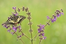 Am Wiesensalbei