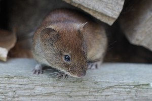 pelziger Untermieter