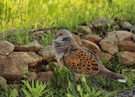 Streptopelia turtur