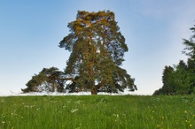 Waldkiefer im Abendlicht