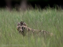 Marderhund