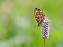 Boloria eunemia