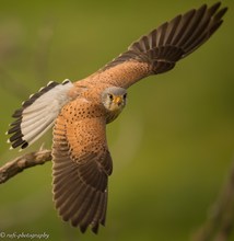 Turmfalke im Anflug