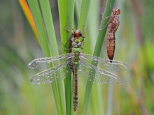 Anax imperator