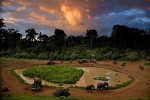 Elephant‘s paradise