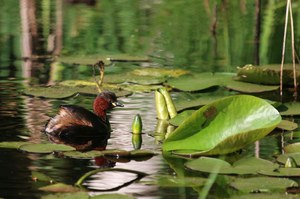 In einem kleinen Teich