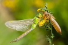 Anax Imperator
