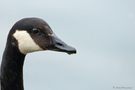 Kanadagans (Branta canadensis)