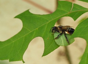 Blattschneiderbiene bei der Arbeit