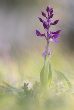 Bei den Orchideen...