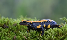 Feuersalamander