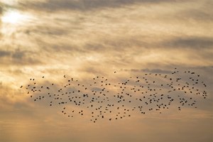 Flugformation eines Star-Schwarms