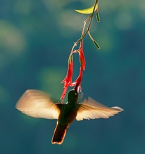 Rubinkolibri (Clytolaema rubricauda)