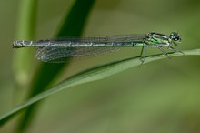 Speer-Azurjungfer Weibchen