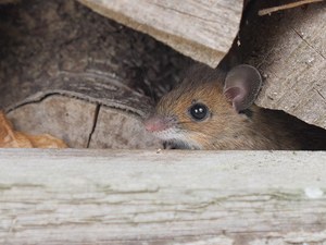 Neues aus dem"Mausoleum"