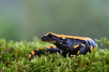 Feuersalamander