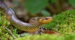 Aesculapnatter (Zamenis longissimus)