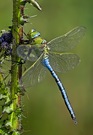 Anax Imperator- voll ausgefärbt