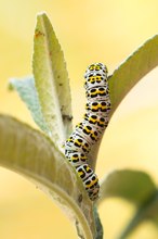 Ich werde mal ein Schmetterling