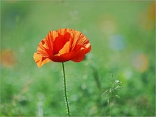 noch mehr Mohn