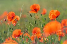 Sommertanz der Mohnblüten