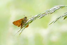 die kleinen Dickköpfe