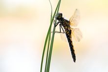 Große Moosjungfer (Leucorrhinia pectoralis)