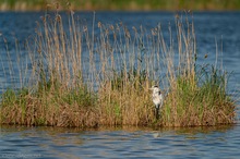 Kleine Schilff-Insel