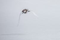 Schneehahn im Anflug