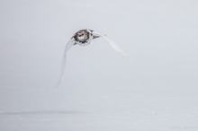 Schneehahn im Anflug