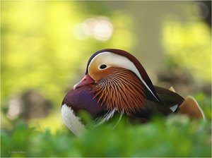 Entspannt am Teich