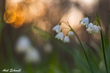 Sommer-Knotenblume