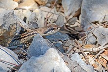 Vierstreifennatter (Elaphe quatuorlineata)